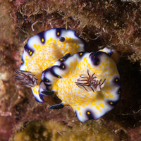 Hypselodoris imperialis (Imperial Nudibranch)
