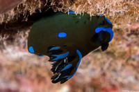 Tambja morosa (Gloomy Nudibranch)