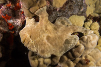 Antennarius commerson (Commerson's Frogfish)