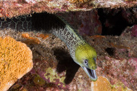 Gymnothorax undulatus (Undulated Moray)