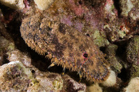 Parribacus antarcticus (Sculptured Slipper Lobster)