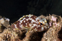 Sebastapistes coniorta (Speckled Scorpionfish)