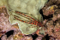 Saron marmoratus (Common Marbled Shrimp)