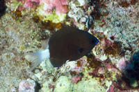 Pycnochromis hanui (Chocolate Dip Chromis)
