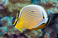Chaetodon lunulatus (Redfin Butterflyfish)