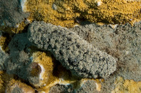 Holothuria whitmaei (Teated Sea Cucumber)