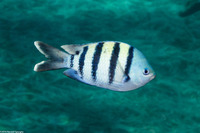 Abudefduf vaigiensis (Indo-Pacific Sergeant)