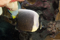 Chaetodon reticulatus (Reticulated Butterflyfish)