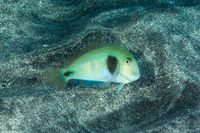 Iniistius celebicus (Bronzespot Razor Wrasse)