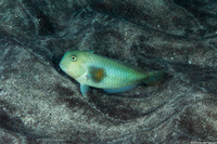Iniistius celebicus (Bronzespot Razor Wrasse)