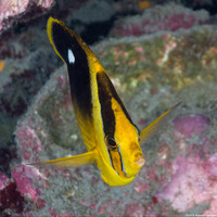 Chaetodon quadrimaculatus (Fourspot Butterflyfish)