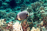 Chaetodon reticulatus (Reticulated Butterflyfish)