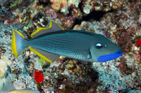 Xanthichthys auromarginatus (Gilded Triggerfish)