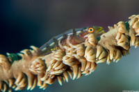 Bryaninops yongei (Wire Coral Goby)
