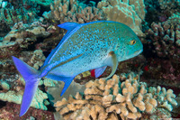 Caranx melampygus (Bluefin Trevally)