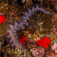 Pteraeolidia semperi (Blue Dragon Nudibranch)