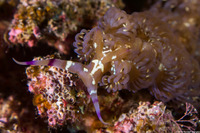 Pteraeolidia semperi (Blue Dragon Nudibranch)