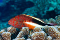 Paracirrhites forsteri (Freckled Hawkfish)