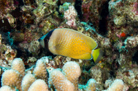 Chaetodon kleinii (Blacklip Butterflyfish)