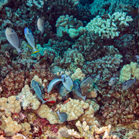 Xanthichthys auromarginatus (Gilded Triggerfish)