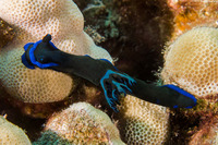 Tambja morosa (Gloomy Nudibranch)