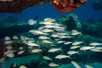 Mulloidichthys flavolineatus (Yellowstripe Goatfish)