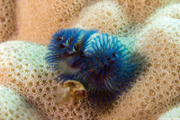 Spirobranchus sp.1 (Christmas Tree Worm)