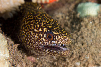 Gymnothorax eurostus (Stout Moray)