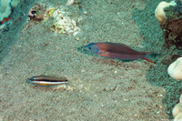 Thalassoma duperrey (Saddle Wrasse)