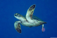 Chelonia mydas (Green Sea Turtle)