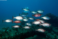 Priacanthus meeki (Hawaiian Bigeye)