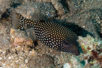 Ostracion meleagris (Spotted Boxfish)