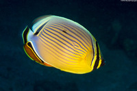 Chaetodon lunulatus (Redfin Butterflyfish)