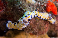 Hypselodoris imperialis (Imperial Nudibranch)