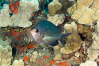 Chromis ovalis (Oval Chromis)