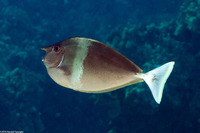 Naso brevirostris (Paletail Unicornfish)
