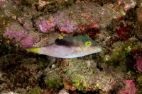 Canthigaster epilampra (Lantern Toby)