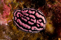 Phyllidiella rosans (Rosy Phyllidia)