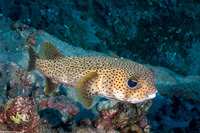 Diodon hystrix (Porcupinefish)