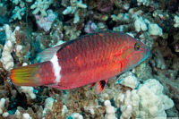 Oxycheilinus unifasciatus (Ringtail Wrasse)
