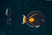 Acanthurus achilles (Achilles Tang)