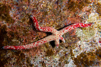 Linckia multifora (Multipore Sea Star)