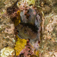 Exallias brevis (Spotted Coral Blenny)