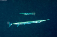 Platybelone argalus (Keeltail Needlefish)
