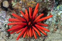 Heterocentrotus mamillatus (Red Pencil Urchin)