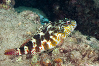 Cirrhitus pinnulatus (Stocky Hawkfish)