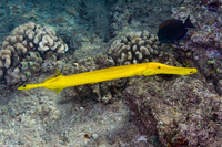 Aulostomus chinensis (Trumpetfish)