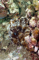 Octopus cyanea (Day Octopus)