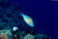 Scarus psittacus (Palenose Parrotfish)