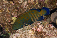 Cephalopholis argus (Peacock Grouper)